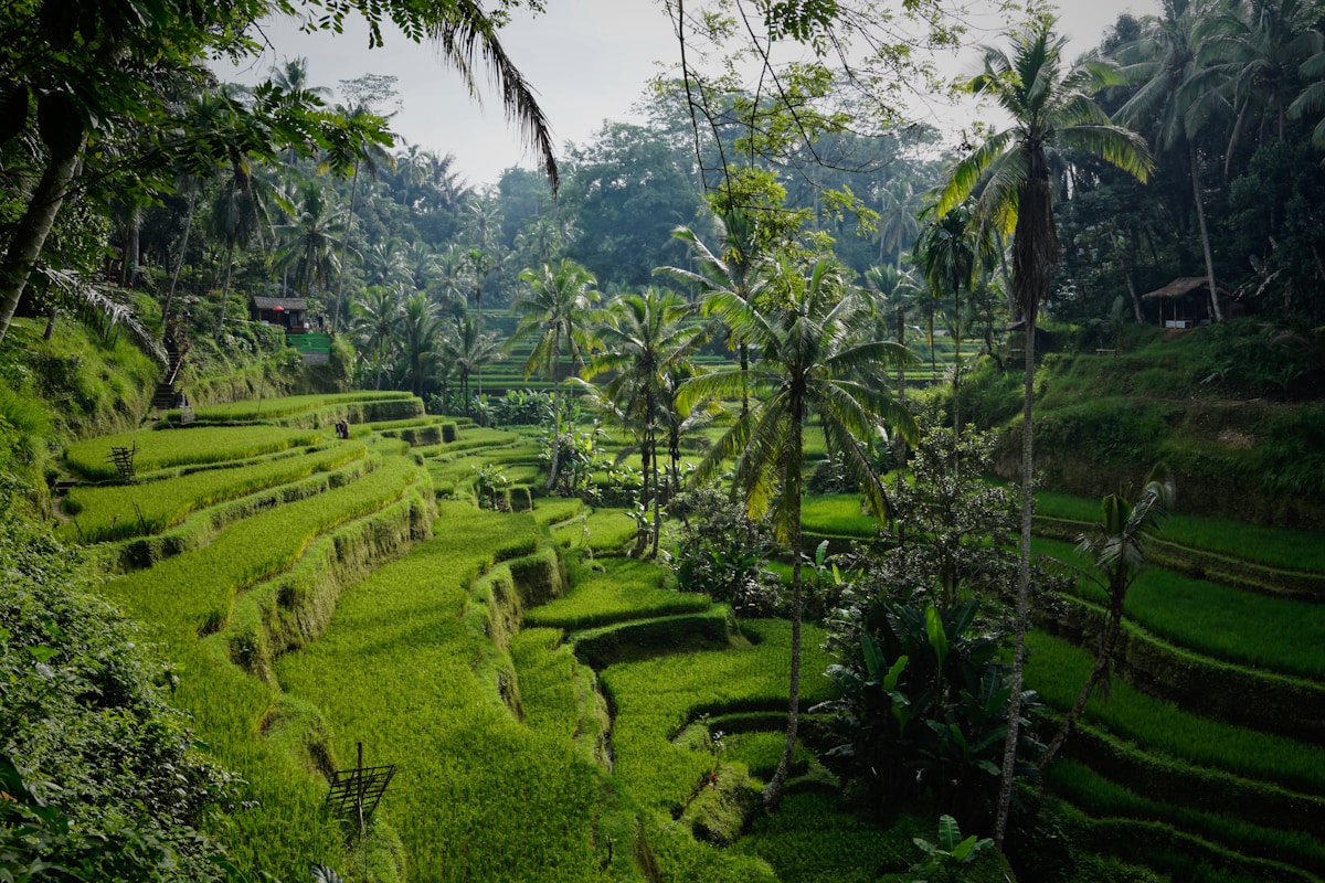 Terrazas de arroz y palmeras en Tegallalang, Bali